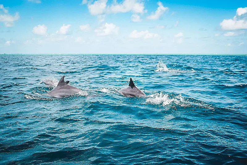 Sea creatures