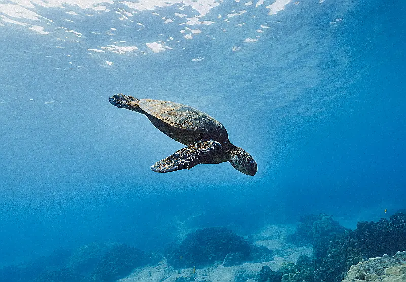 Sea creatures
