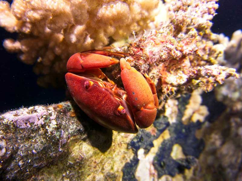 Sea creatures