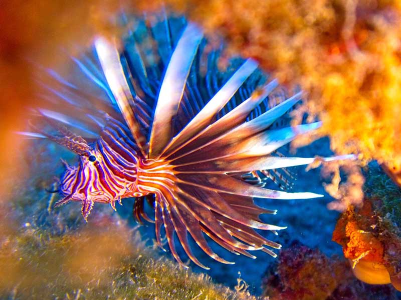 Sea creatures