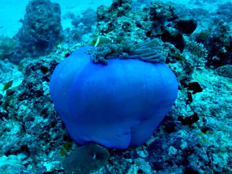 Sea creatures