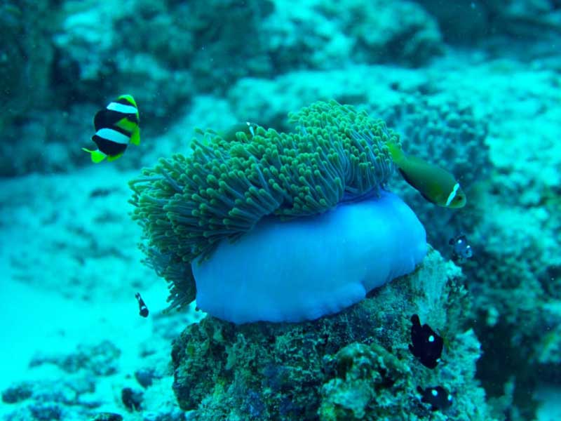 Sea creatures