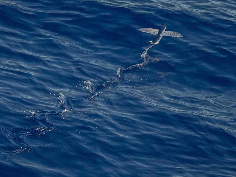 Sea creatures