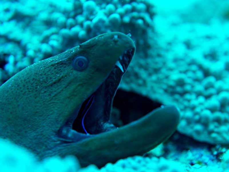 Sea creatures