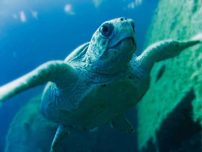 Sea creatures