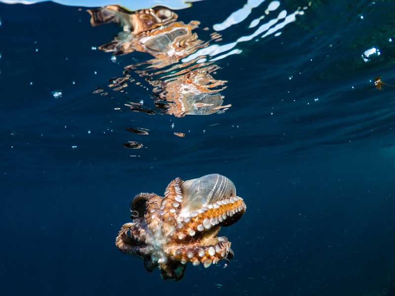 Sea creatures